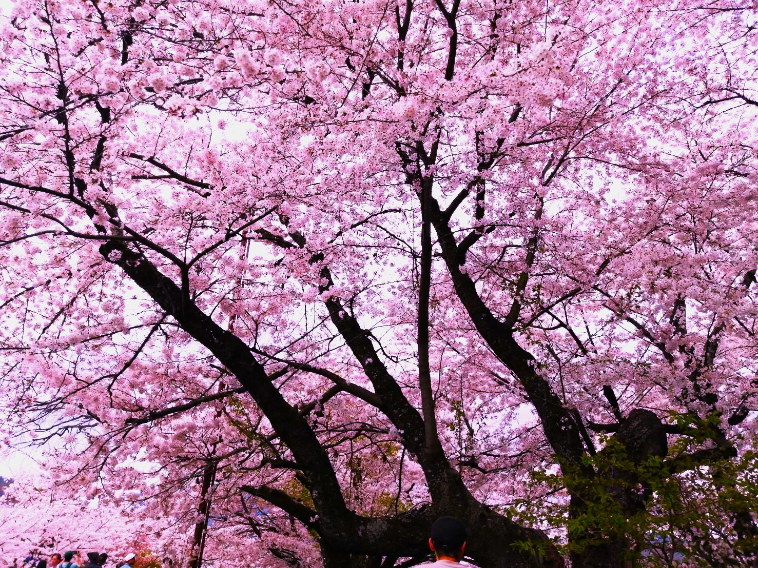 介護タクシー「京都で花見観光」